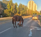 Kobila skopje.webp.webp