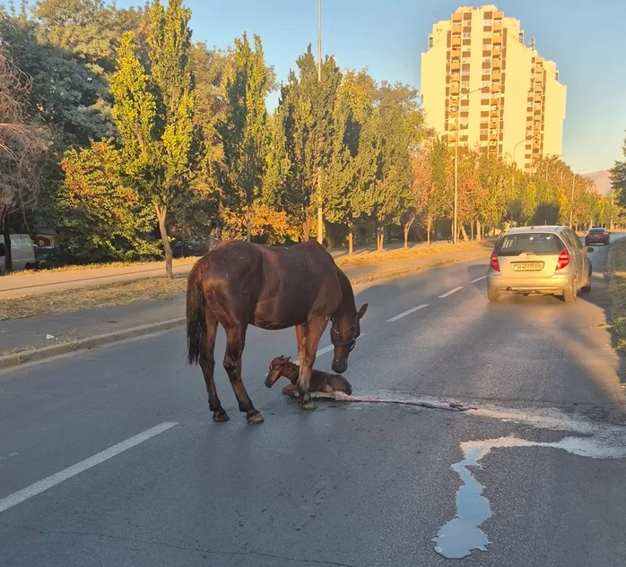 Kobila skopje.webp.webp