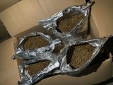 Marihuana zaplena 3.jpg